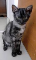 Chaton Angora Turc