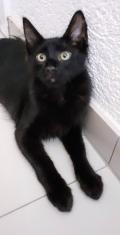 Chaton Angora Turc