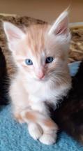 Chatons Angora Turc