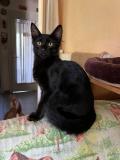Chaton Angora Turc