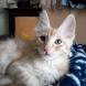 Chaton Angora Turc