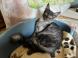 Chaton Angora Turc