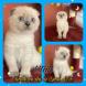 Chatons british/scottish
