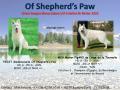 Chiot Berger Blanc Suisse LOF Disponible de suite