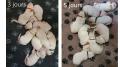 Chiot Berger Blanc Suisse LOF Disponible de suite