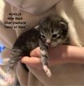Chatons norvégiens