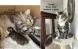 Chatons norvégiens