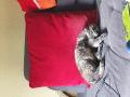 Chat cherche foyer