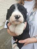 Chiots Bearded Collie