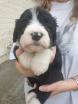 Chiots Bearded Collie
