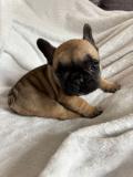 Magnifiques chiots bouledogues français LOF excellentes origines 