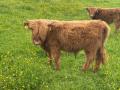 Taurillons Highland à vendre