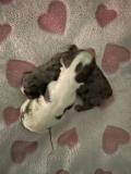 Yorkshire bleu merle , biewer, noire 