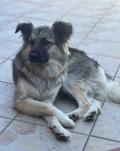 Chienne de 2 ans et demi stérilisée 