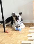 Chienne de 2 ans et demi stérilisée 
