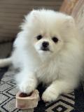 Chiot de Spitz Pomeranian