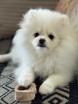 Chiot de Spitz Pomeranian