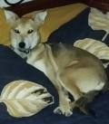A donner chienne de 2 ans