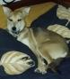 A donner chienne de 2 ans