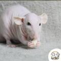 Ratons élevés avec passion