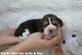 Chiot Beagle LOF