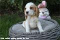 Chiot Beagle LOF