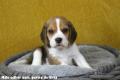 Chiot Beagle LOF