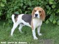 Chiot Beagle LOF