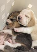 Chiot Beagle LOF