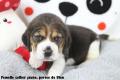 Chiot Beagle LOF