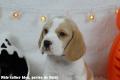 Chiot Beagle LOF