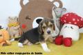 Chiot Beagle LOF