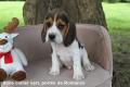 Chiot Beagle LOF