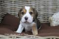 Chiot Beagle LOF
