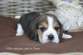 Chiot Beagle LOF