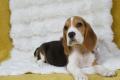 Chiot Beagle LOF