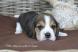Chiot Beagle LOF