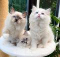 A DONNER:04 Chatons Pure Race RAGDOLL à Donner