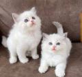 A DONNER:04 Chatons Pure Race RAGDOLL à Donner