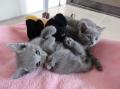 A DONNER: Chatons Pure Race chatons Bleus Russes à Donner