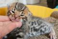 Adorables chatons bengal à donner