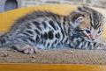Adorables chatons bengal à donner