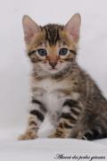 Adorables chatons bengal à donner