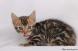 Adorables chatons bengal à donner