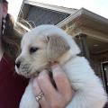 Chiots Golden retriever A Donner Pour Adoption