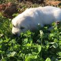 Chiots Golden retriever A Donner Pour Adoption