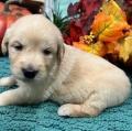 Chiots Golden retriever A Donner Pour Adoption