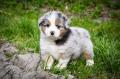 Donne deux chiots berger australien 