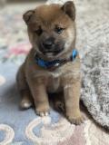 SHIBA Inu chiots