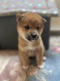 SHIBA Inu chiots